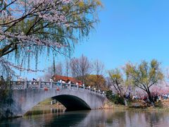 -顾村公园