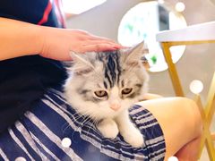 -飞行喵MR PILOT|猫舍·猫咖(静安大融城店)