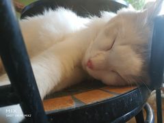 -猫猫幼稚园·撸猫·桌游·电玩