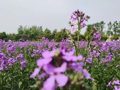 -杭州湾海上花田景区