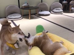 -逗柴咖啡屋·狗咖猫咖宠物桌游