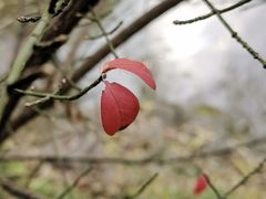 -秋霞圃
