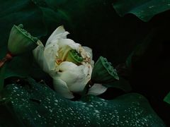 -厦门园林博览苑