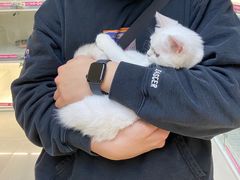 -lincat·猫舍(广州店)