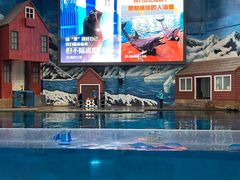 -西安曲江海洋极地公园