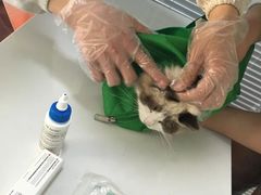 -瑞派福兴宠物医院犬猫全科·骨科·中西医结合(河东店)