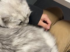-伟伟宠物医院·CT影像中心·瑞派犬猫综合性门诊(汉口总院)