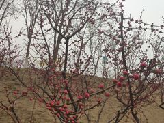 -大兴滨河森林公园