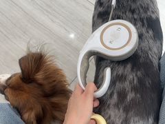 -海门爱心宠物医院