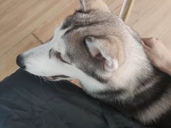 -Husky Go! 哈士奇体验馆·宠物咖啡厅狗咖