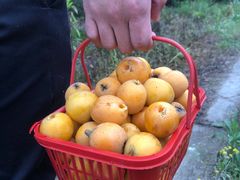 -塘栖枇杷特色园区