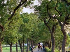 -上海长兴岛郊野公园