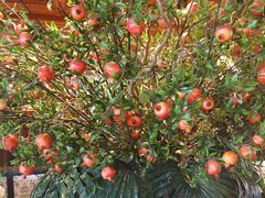 -八府香鸭·啫啫煲(华山路店)