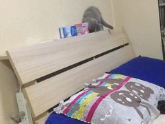 -猫大福·Fortune Cat猫舍(百子湾店)