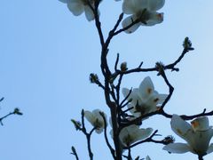 -中央公园(苏州工业园区)