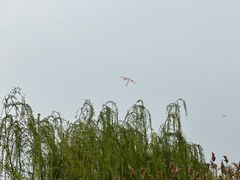 -西京湾花海