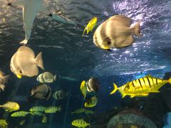 -太平洋海底世界