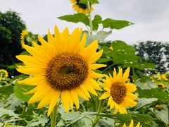 -松山湖梦幻百花洲