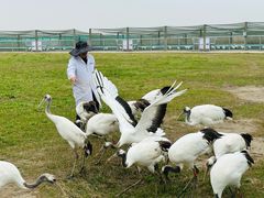 -盐城丹顶鹤湿地生态旅游区