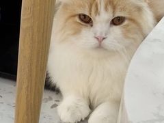 -喵园·猫主题咖啡厅·撸猫·猫咖(国贸店)