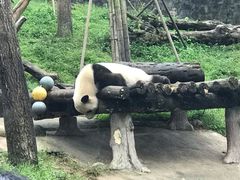 -都江堰中华大熊猫苑