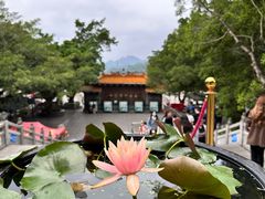 -深圳仙湖植物园