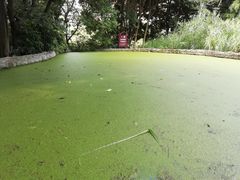 -成都市活水公园