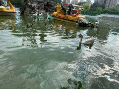 -团结湖公园