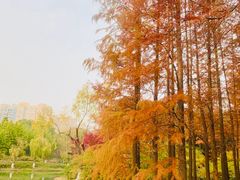 -青枫公园