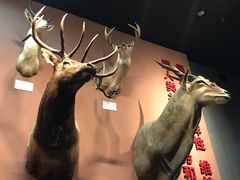 -浙江自然博物院(杭州馆)