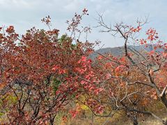 -北京西山国家森林公园
