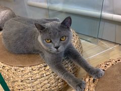 -momokira米努特·德文卷毛猫·棉花面纱犬
