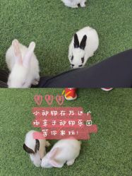 点击看大图 -萌宠亲子动物乐园(槐房万达店)