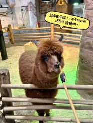 -Zoolung Zoolung动物主题公园(海信广场店)