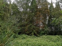 -桤木河湿地公园