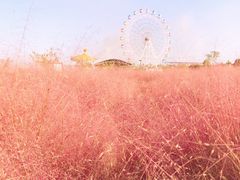 -金卉庄园
