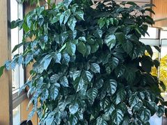 -同庆楼(王府井店)