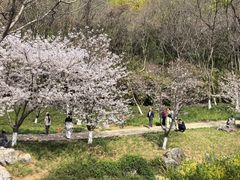 -羊山湖公园