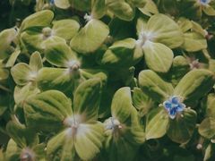 -谷莠子花艺·气球派对·绿植造景·花艺沙龙(金光华广场店)