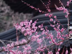 -梅花山(明孝陵内)