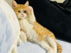 -艾吉宠物医院·疑难杂症转诊中心·猫友好(碧江路院)