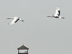 -盐城丹顶鹤湿地生态旅游区