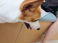 -美联众合动物医院·24h京西诊疗中心