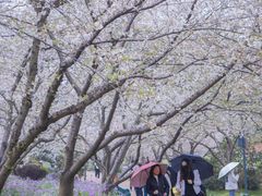 -西北湖绿化广场