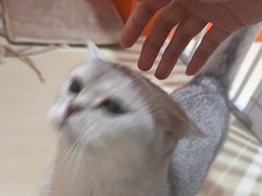 -三花喵·撸猫购宠·宠物生活馆(虹桥南丰城店)