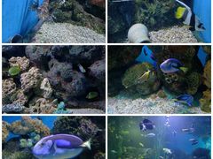 -大连老虎滩海洋公园