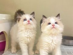 -lincat·猫舍(广州店)