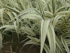 -济南国际园博园