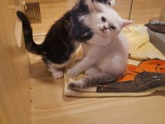-屋虎猫馆(宝安大仟里店)