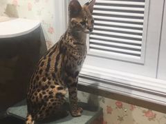 -猫小院猫主题餐厅(三里屯店)